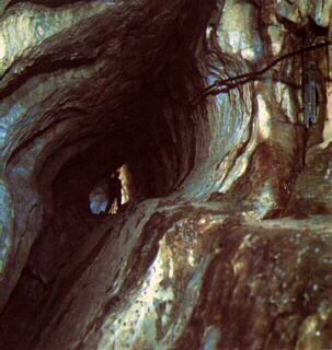 Trawers w

 jaskini Mylnej